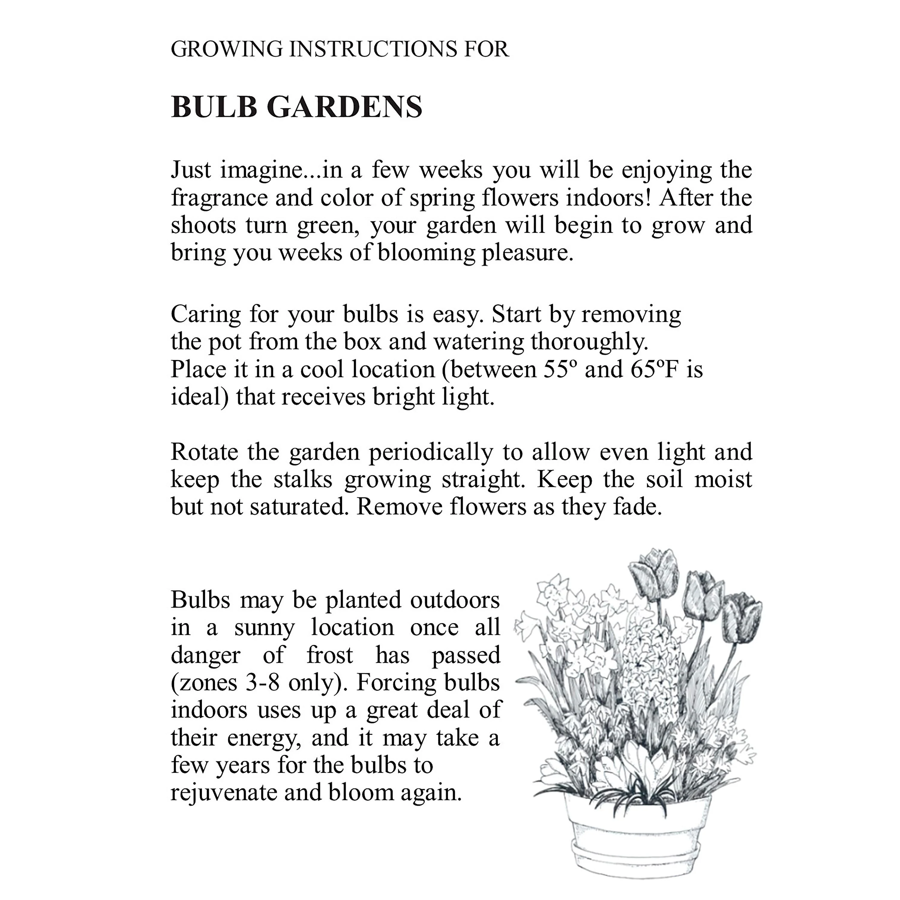 Pink Tulip and Muscari Flower Bulb Gift Garden - Image 3