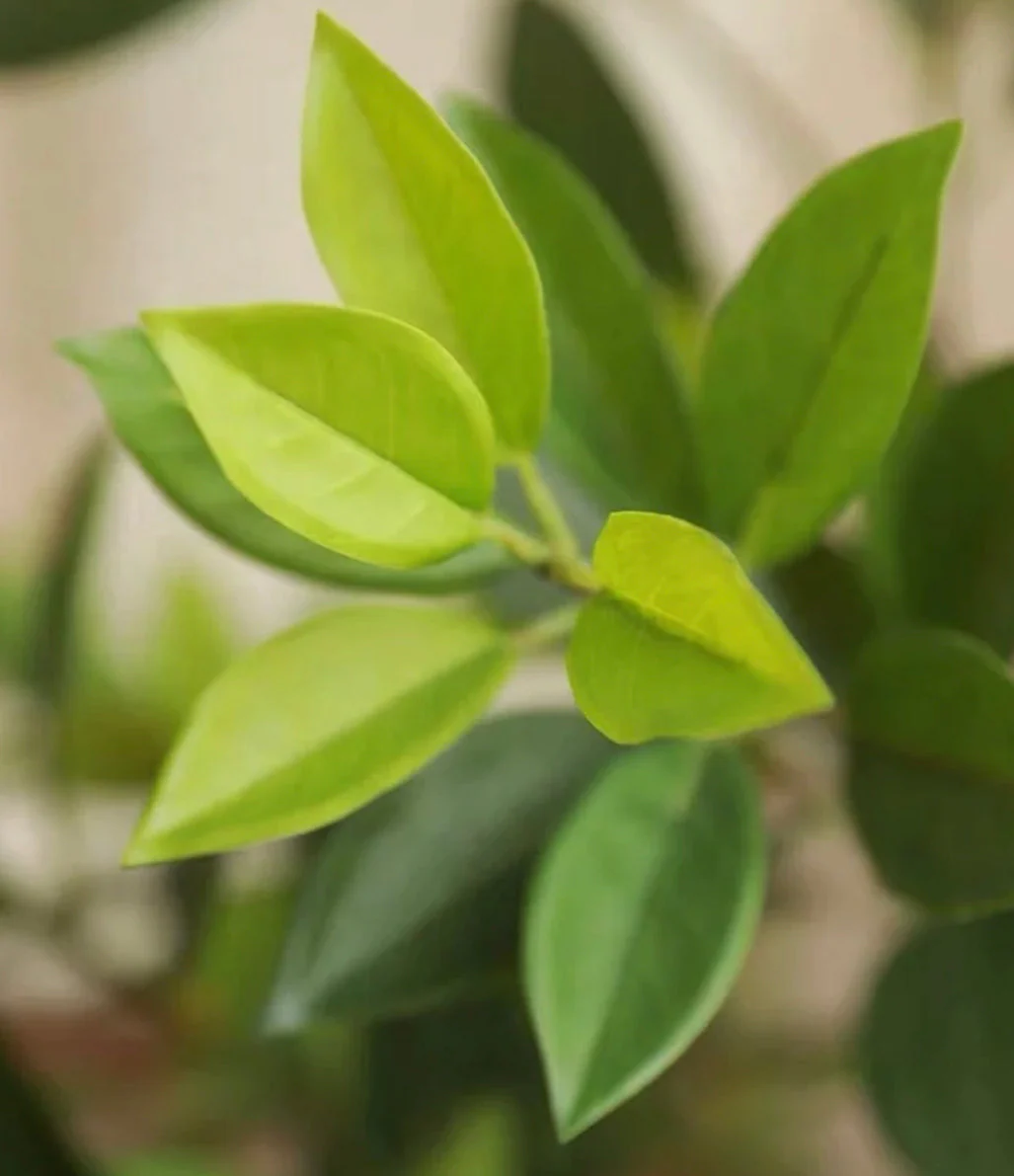 Artificial Bay Leaf Stems - Bundle of 4 - Image 7