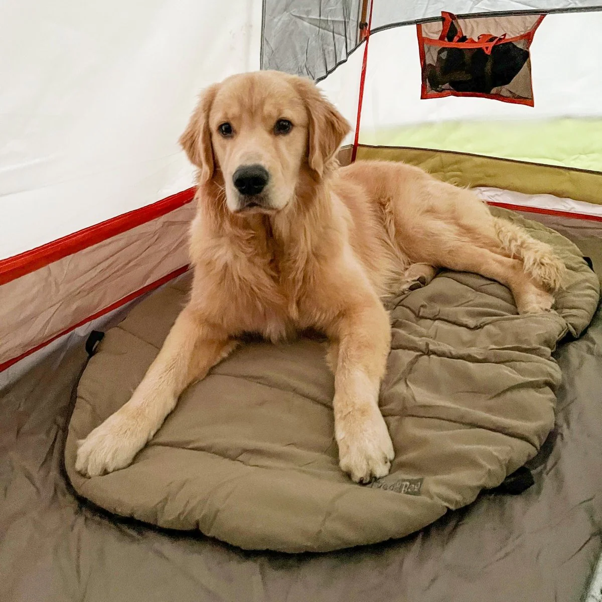 Bed 'n a Bag Travel Dog Bed