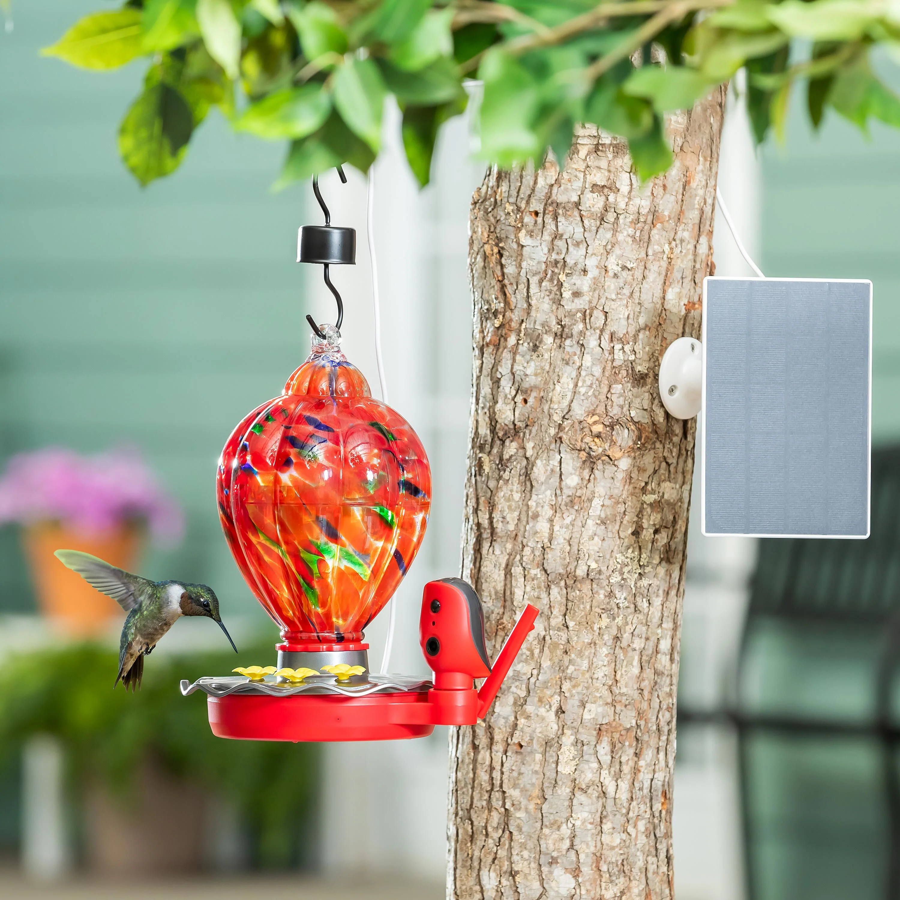 Solar Smart Hummingbird Feeder with HD Camera - Image 2