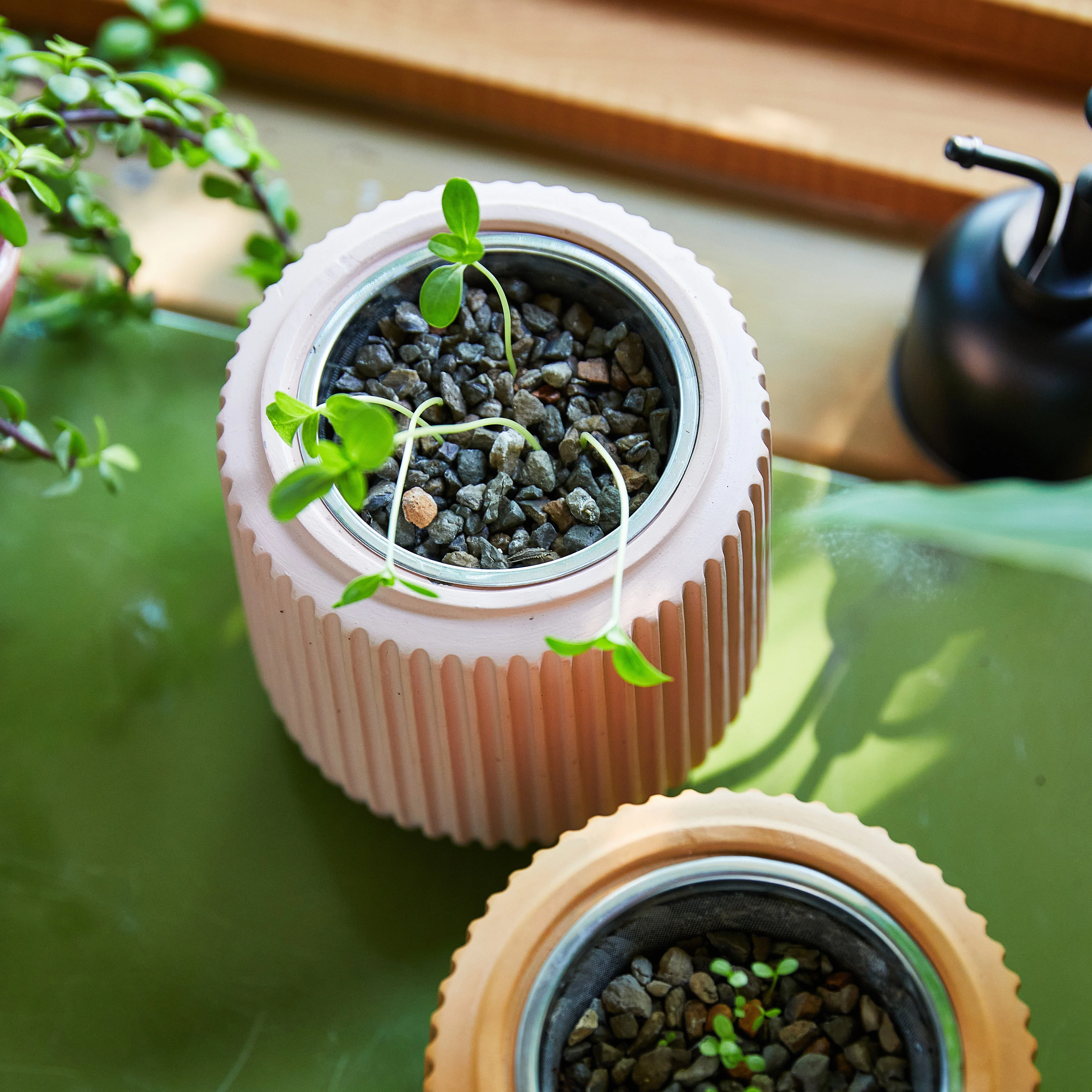 Flower Grow Kits - Image 4