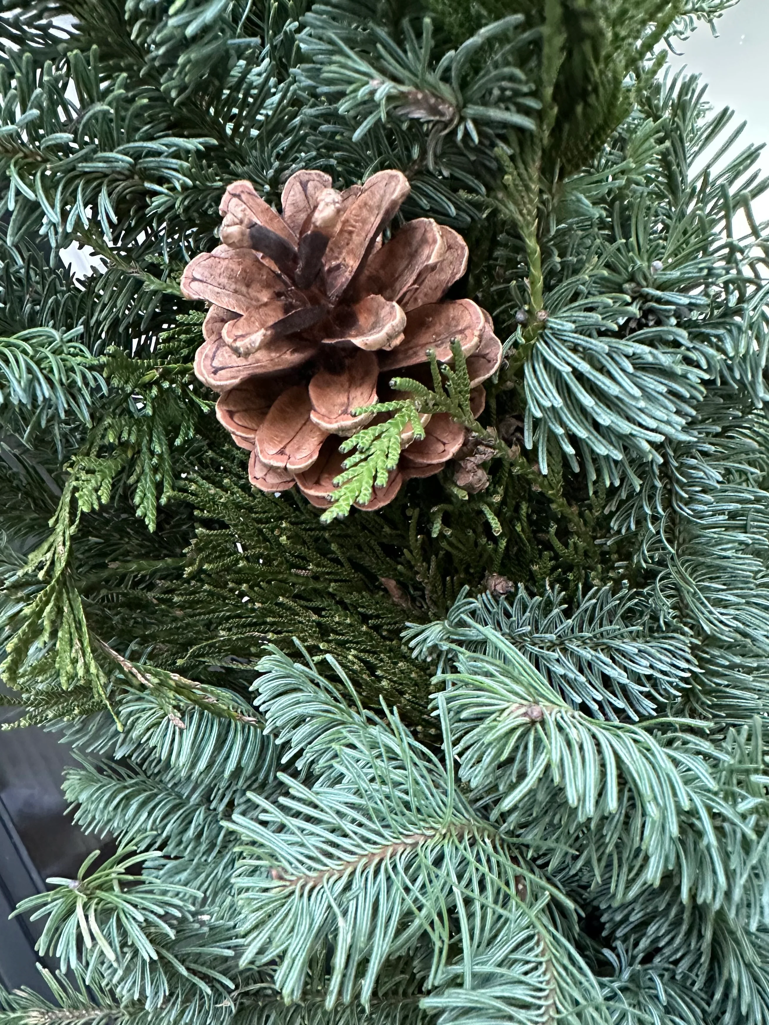 Noble Fir and Red Berries Fresh Garland, 12' - Image 4