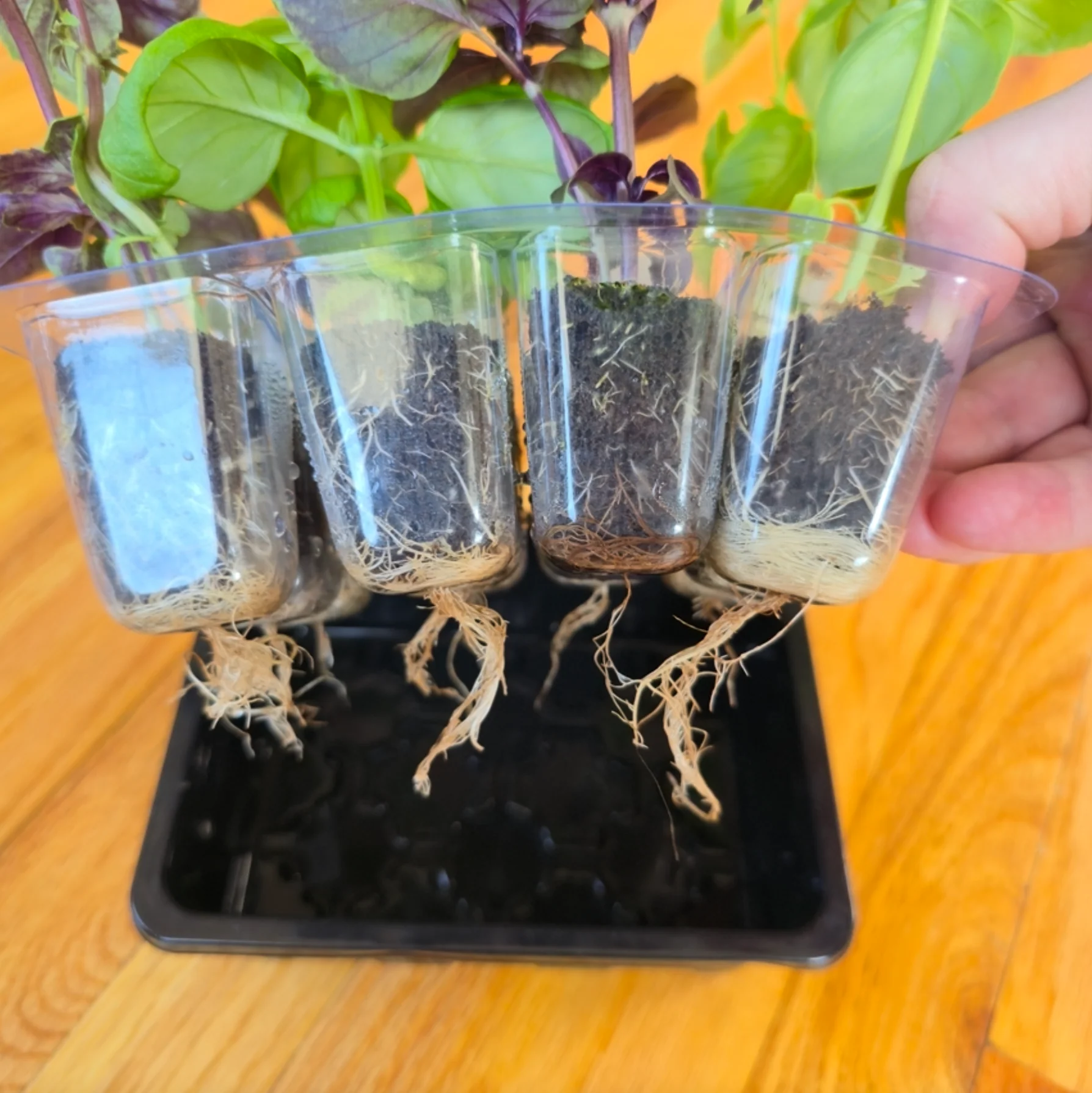 Grab & Grow Seed Kit - Image 7