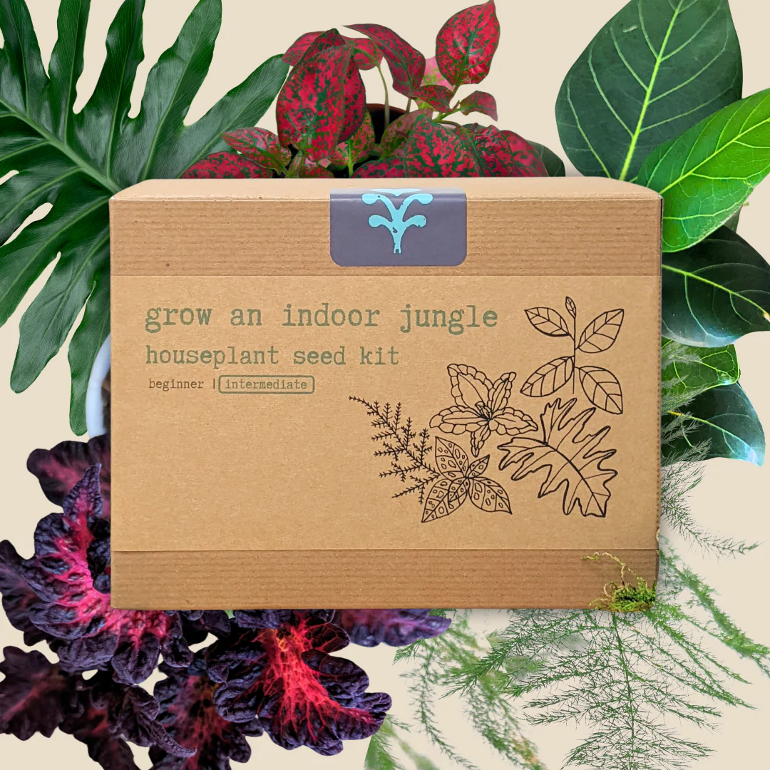 "Grow an Indoor Jungle" Houseplant Seed Kit - Image 6