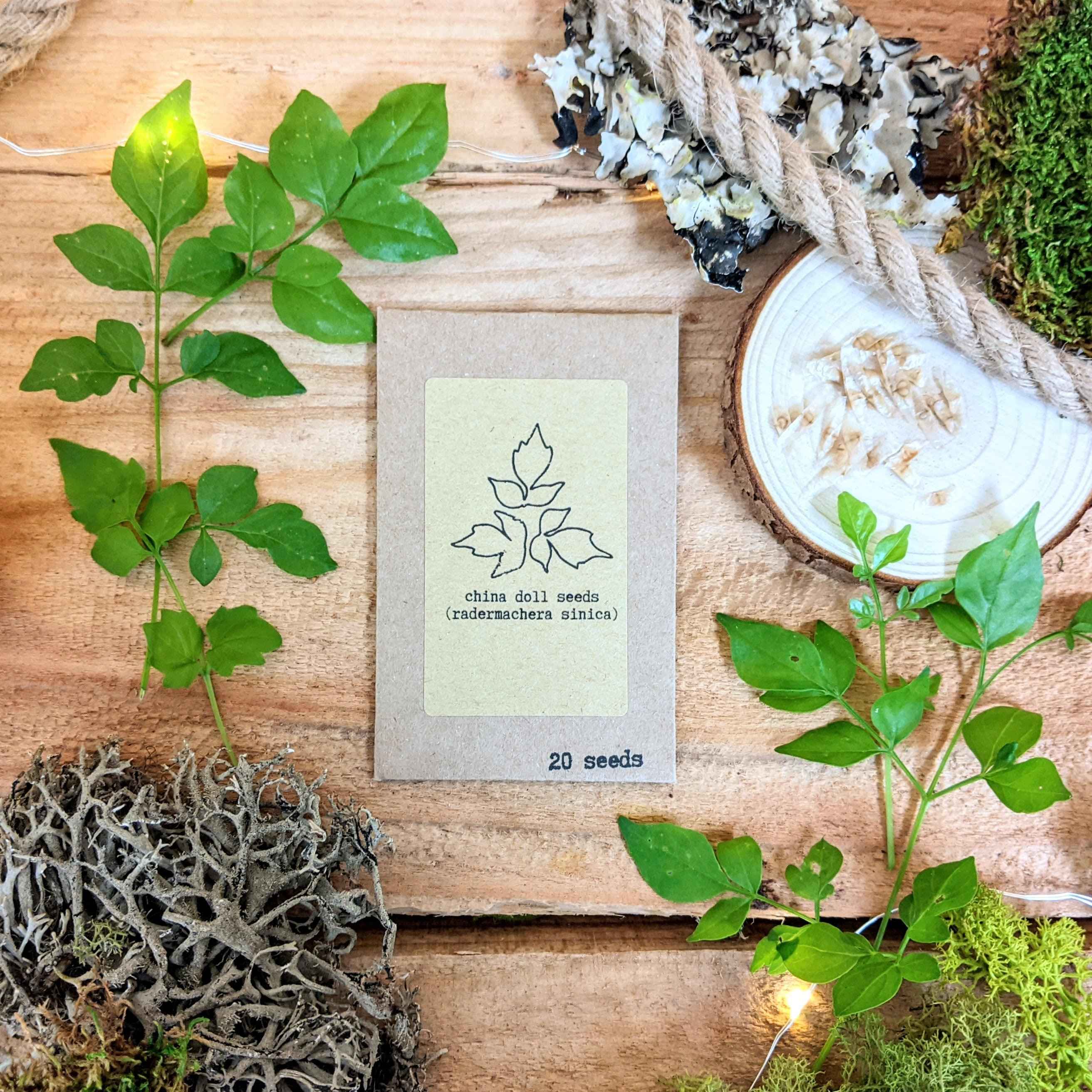 "Grow your own Jungle" Houseplant Seed Collection - Image 7