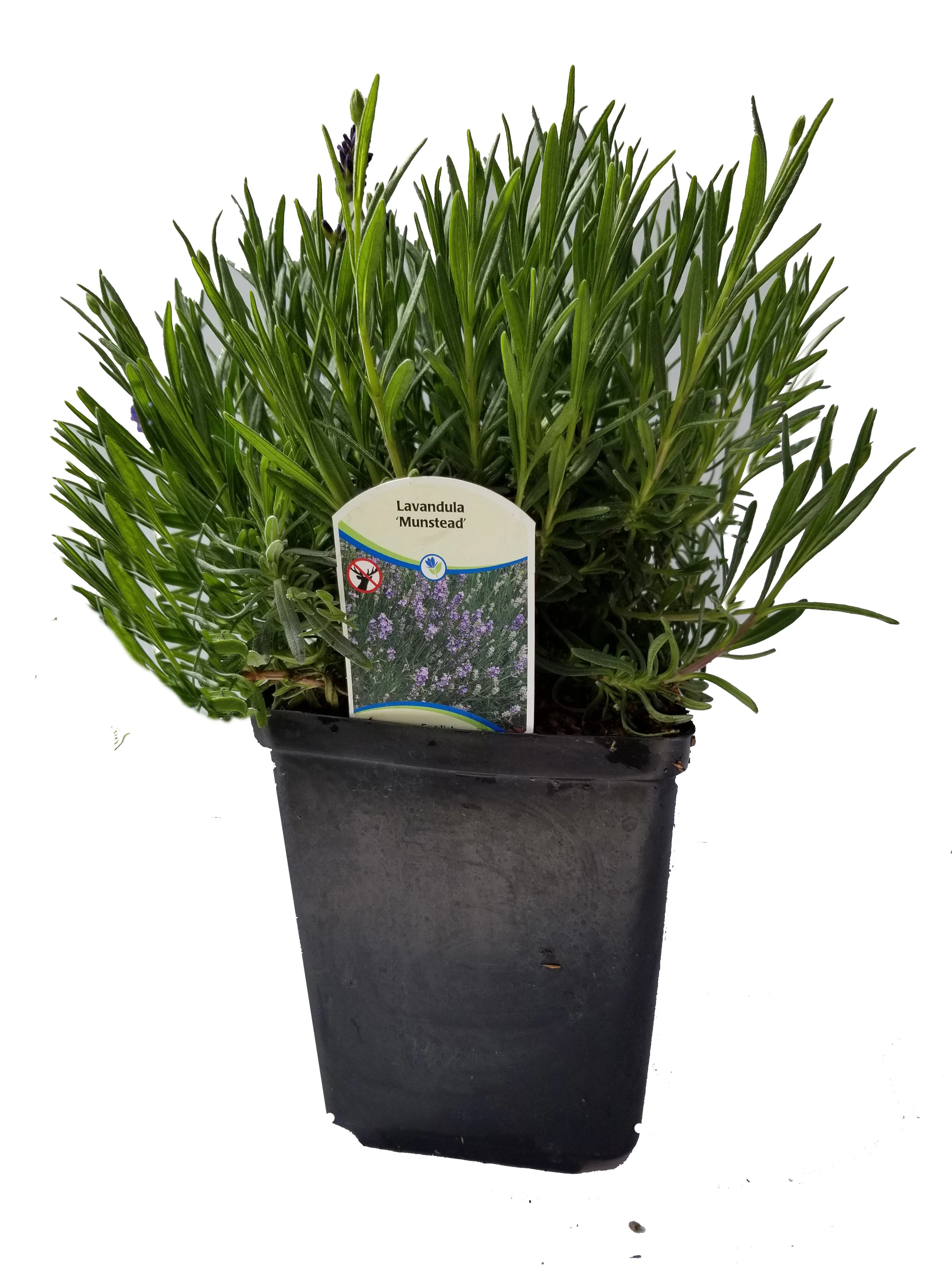 Lavender Angustifolia Munstead - 2.5QT Size Pot - Image 3