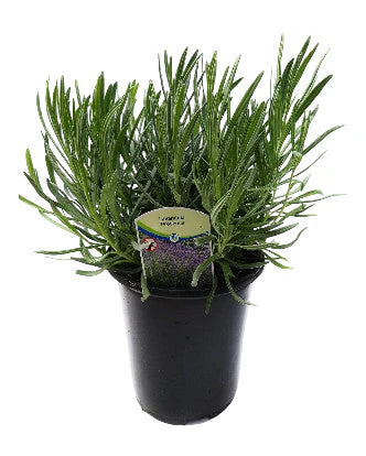 Lavender French Provence - 2.5QT Size Pot - Image 2