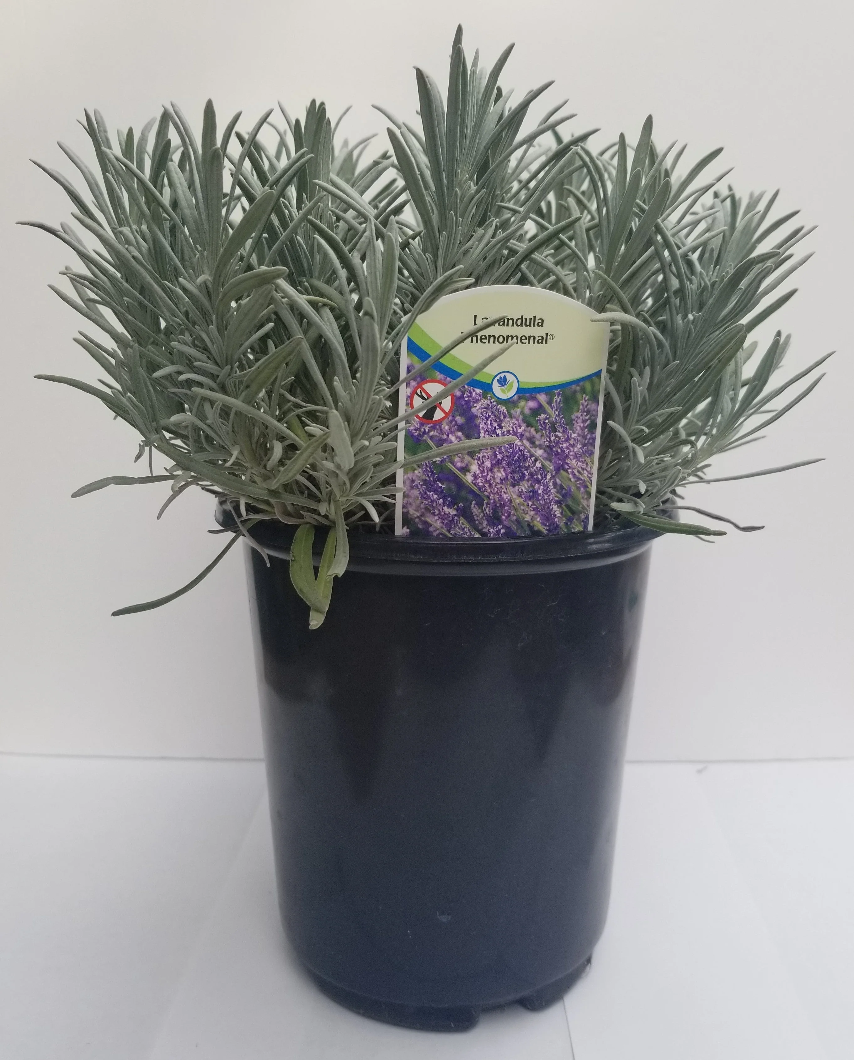 Lavender Phenomenal 2.5QT Size Pot - Image 4