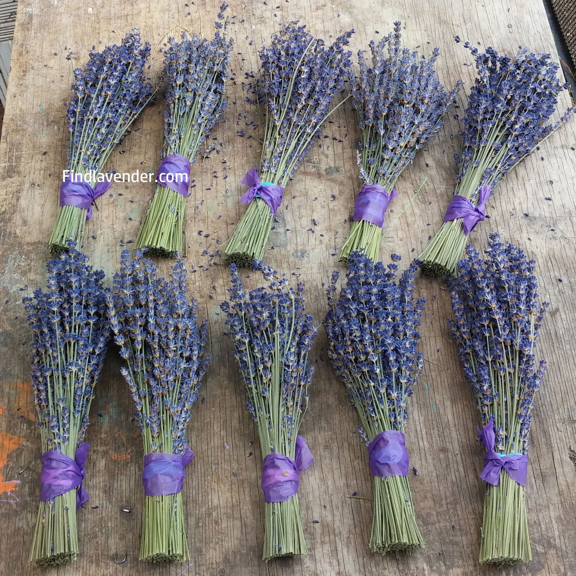 Lavender Small Dried Bundles 8" to 10" - Pack of 10 - Image 2
