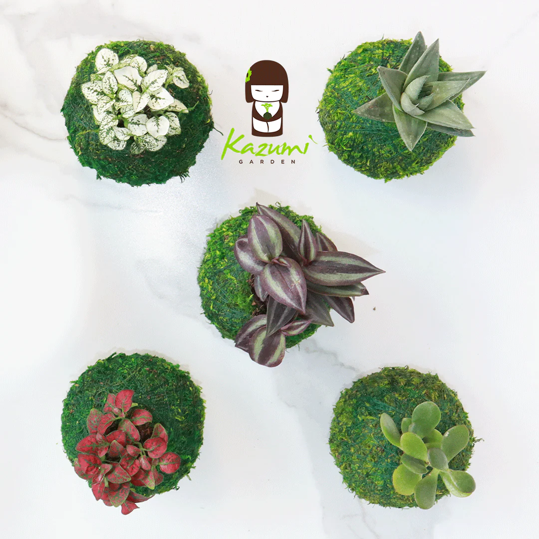 Mini Kokedama | Moss Ball Kokedamas - Image 2