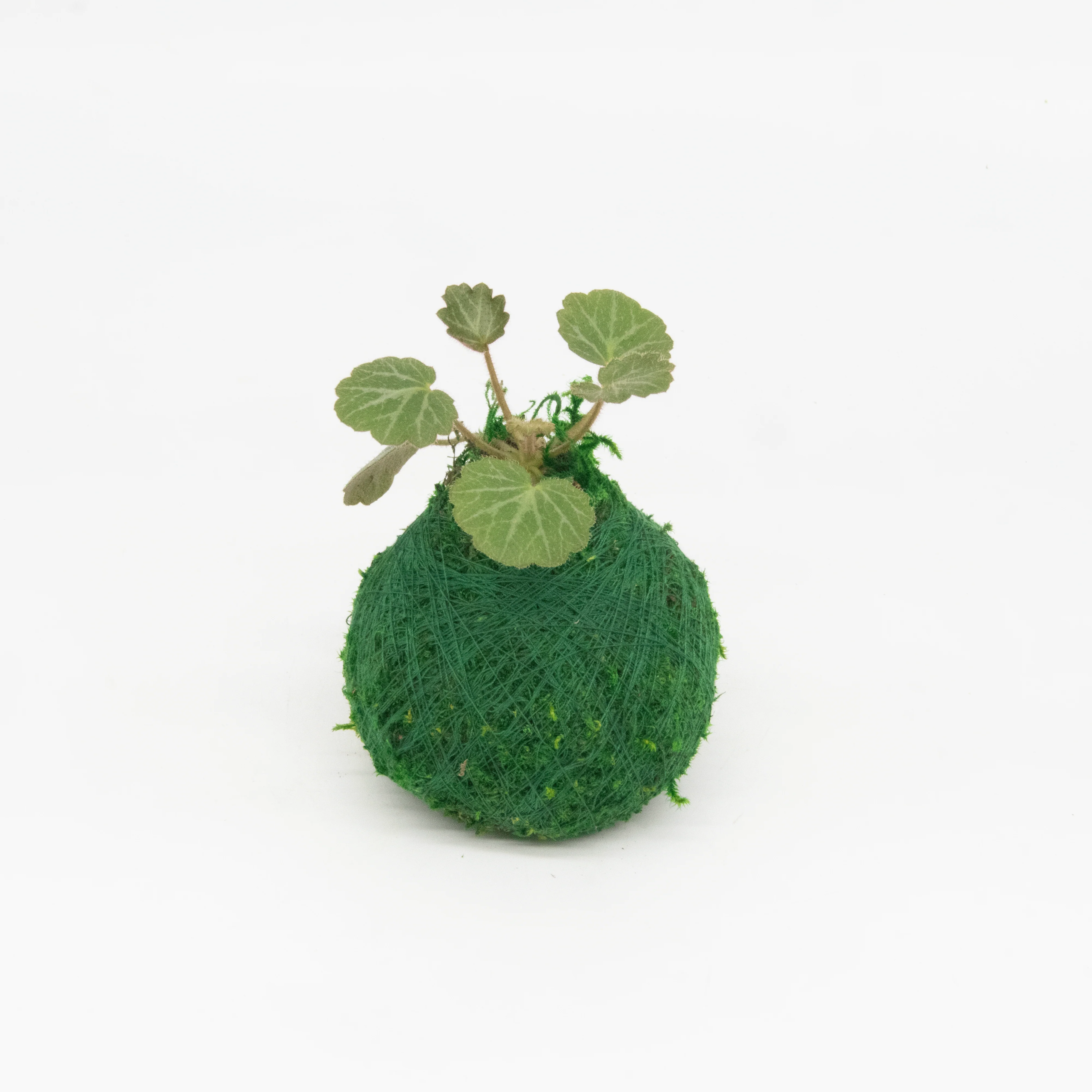 Mini Kokedama | Moss Ball Kokedamas - Image 5