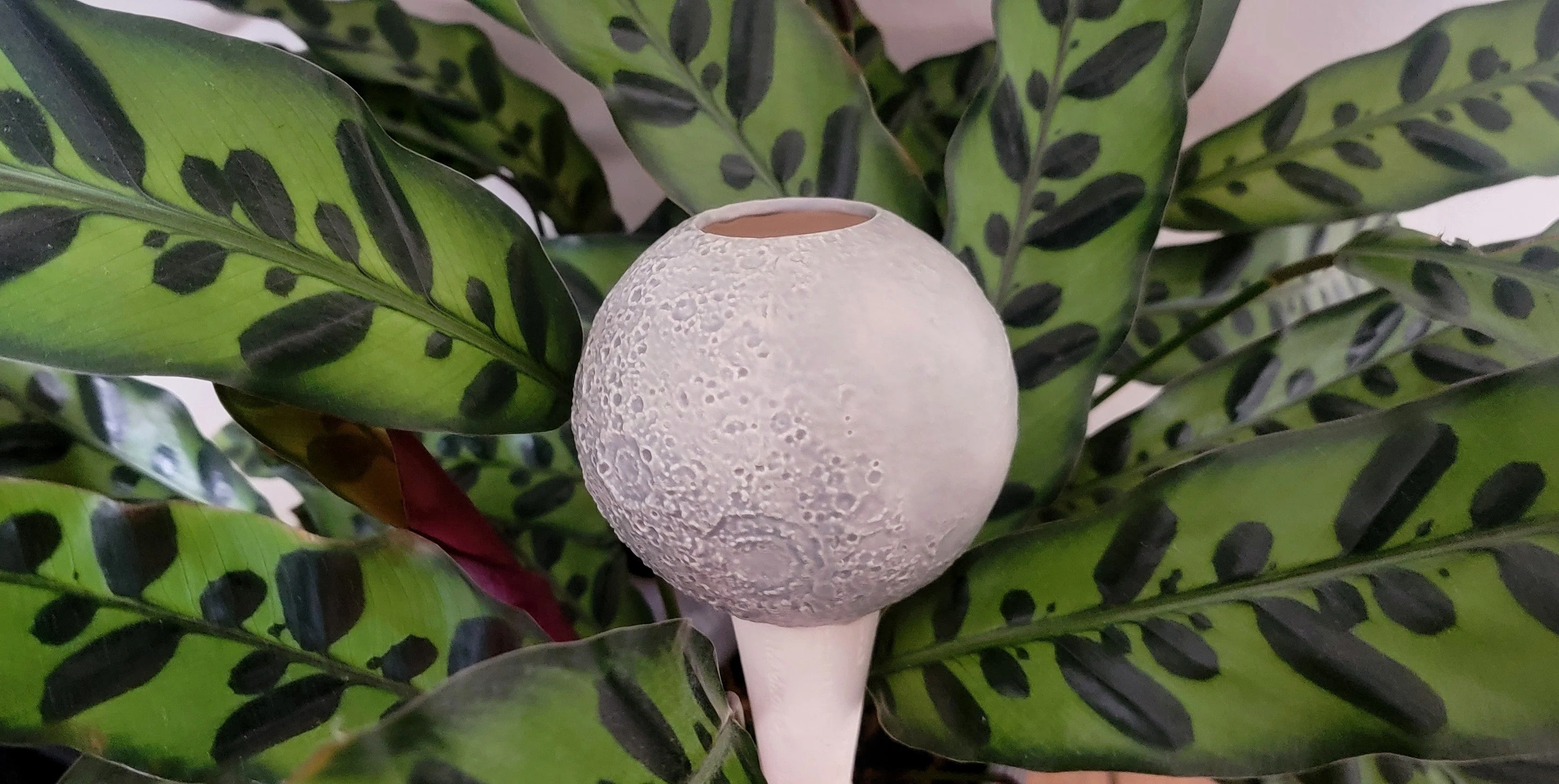 Moon Plant Watering Spike - Image 10