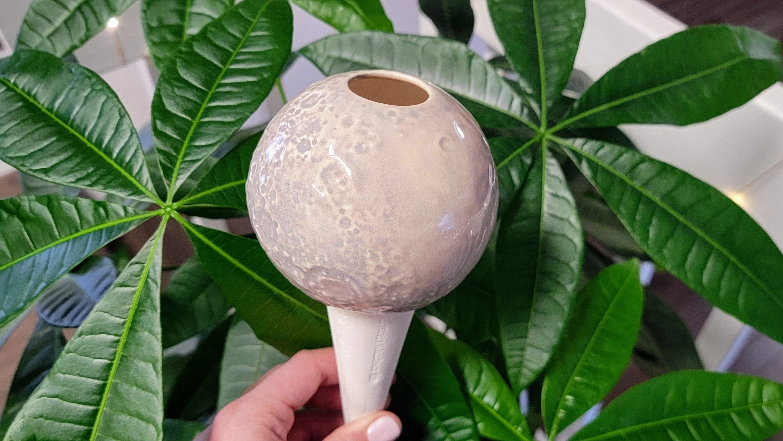 Moon Plant Watering Spike - Image 5
