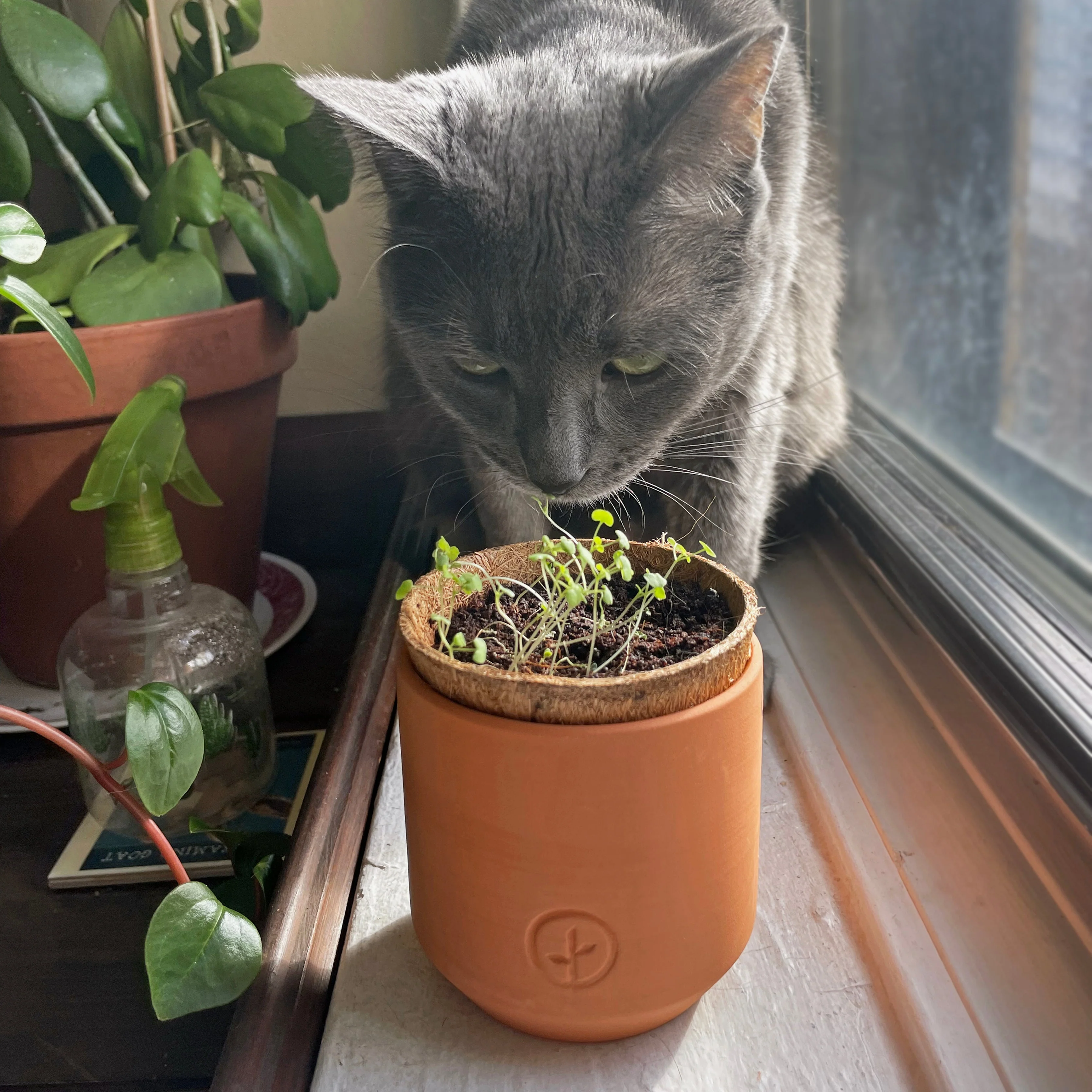 Pet Tiny Terracotta Grow Kits - Image 10