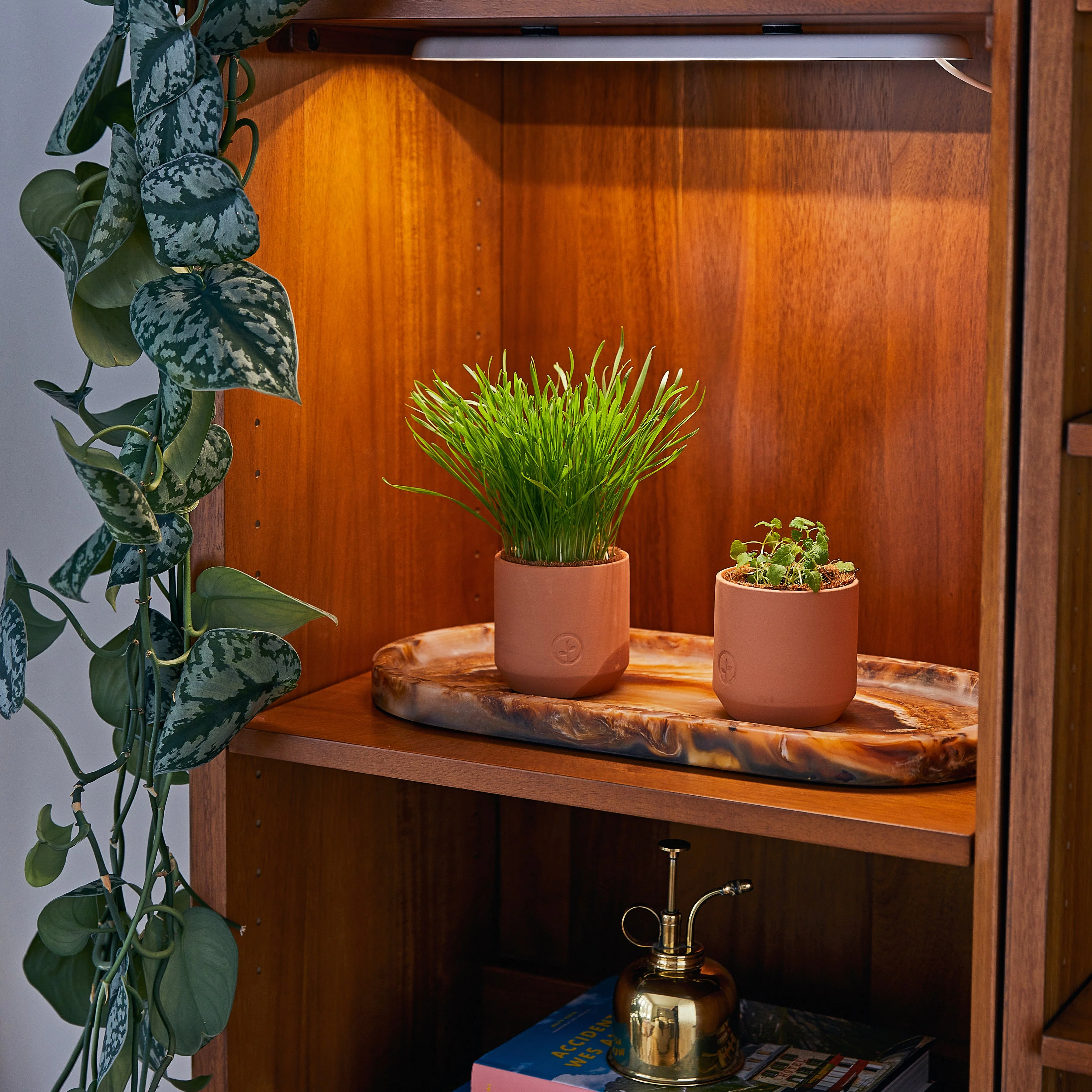 Pet Tiny Terracotta Grow Kits - Image 11