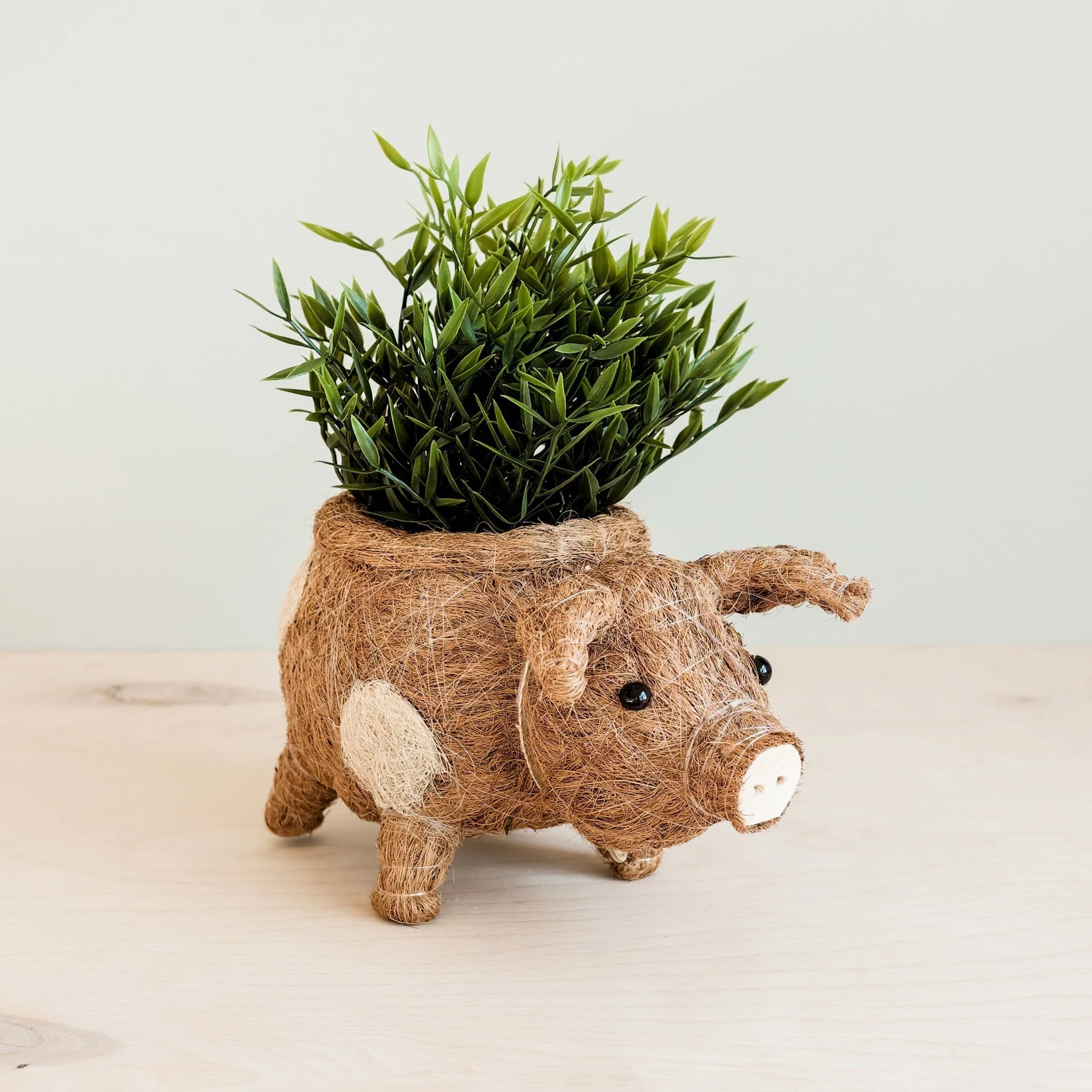 Pig Planter - Coco Coir Pots - Image 4