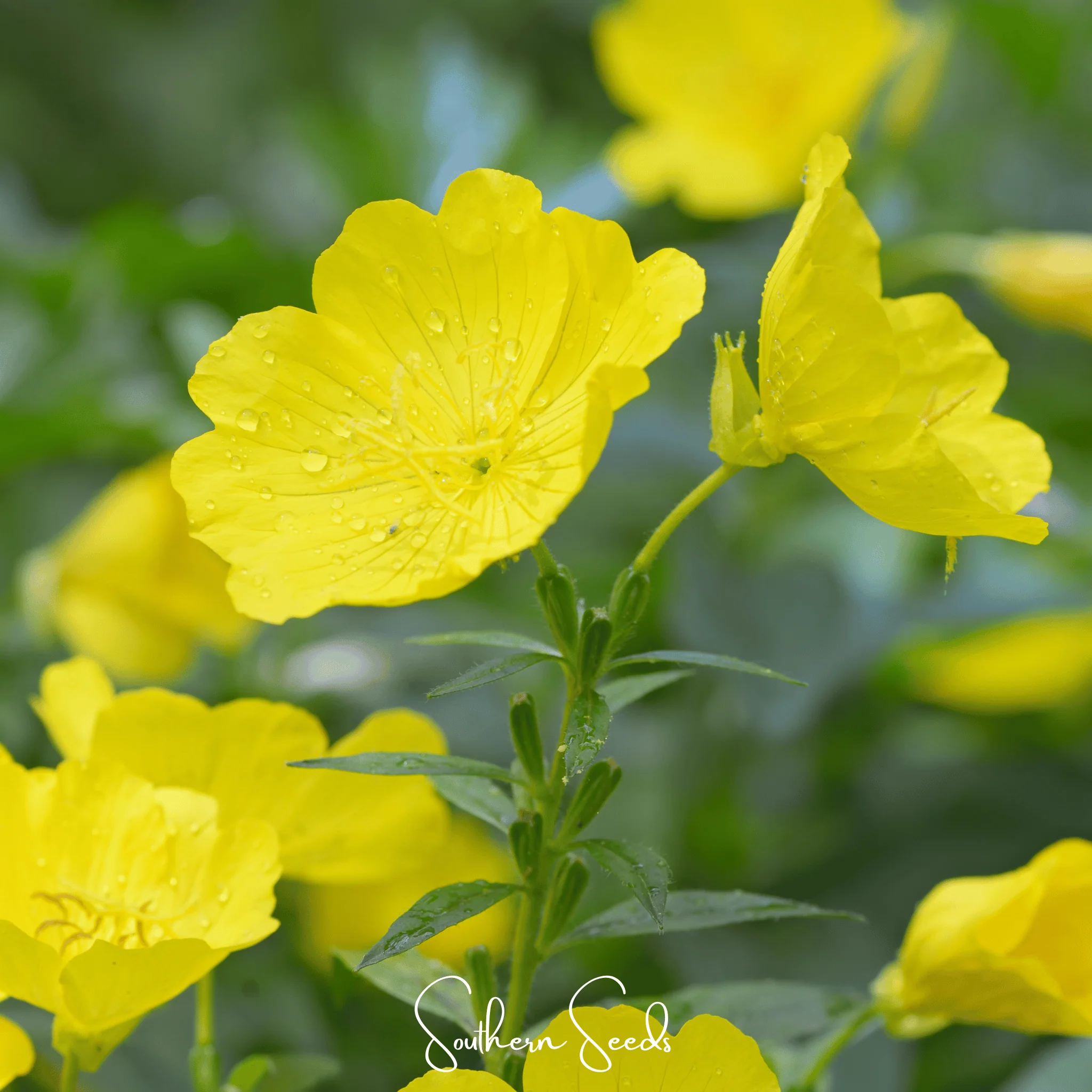 Pixie Patch Seed Collection – 10 Enchanted Varieties - Image 10