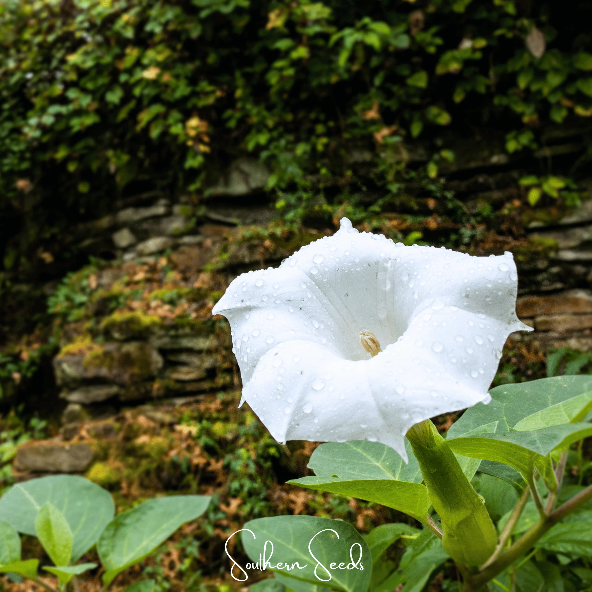 Pixie Patch Seed Collection – 10 Enchanted Varieties - Image 2