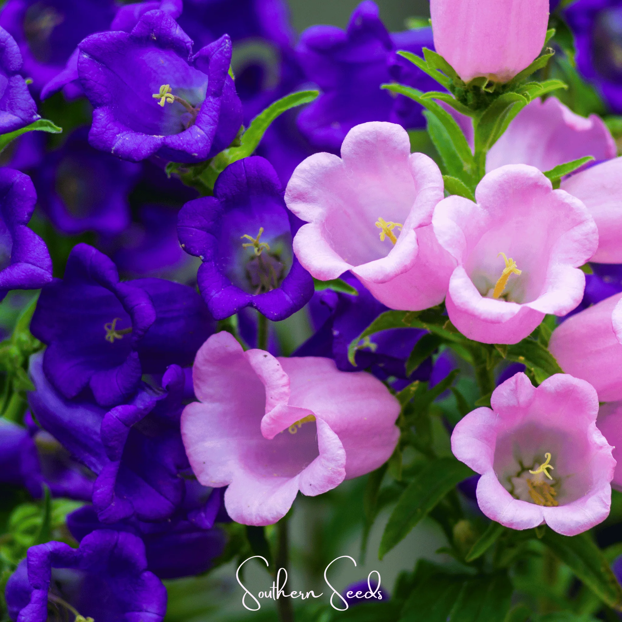 Pixie Patch Seed Collection – 10 Enchanted Varieties - Image 3