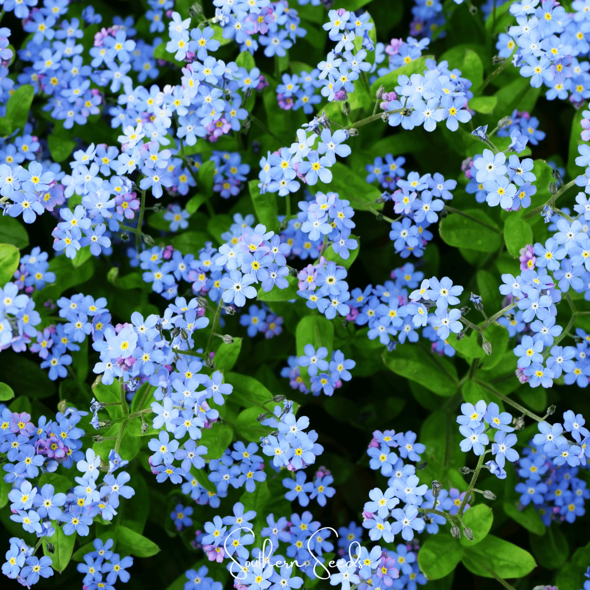 Pixie Patch Seed Collection – 10 Enchanted Varieties - Image 4