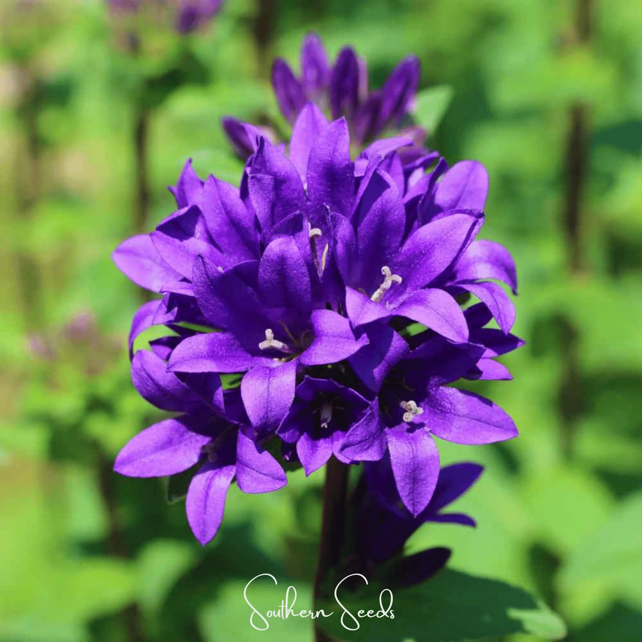 Pixie Patch Seed Collection – 10 Enchanted Varieties - Image 5