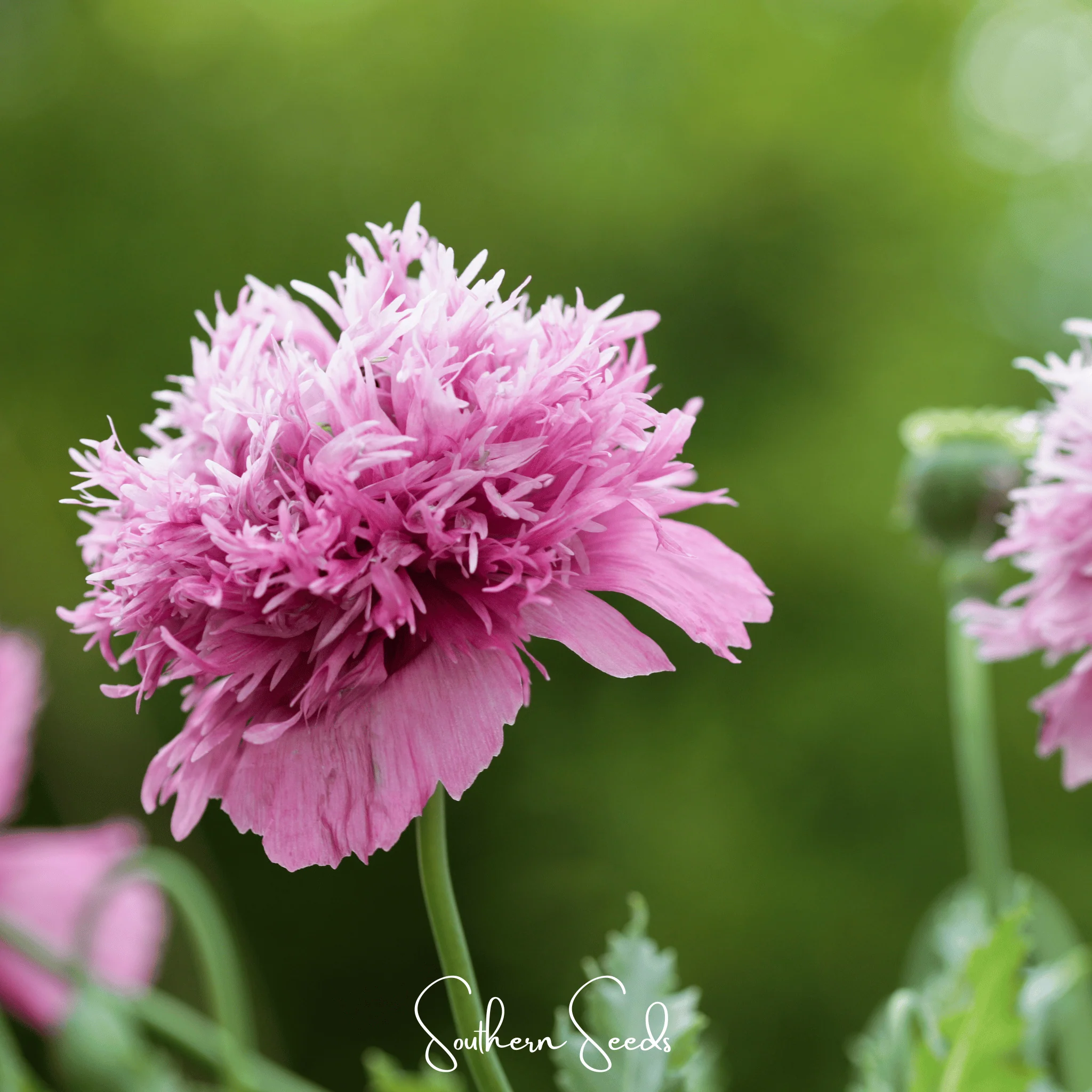 Pixie Patch Seed Collection – 10 Enchanted Varieties - Image 6