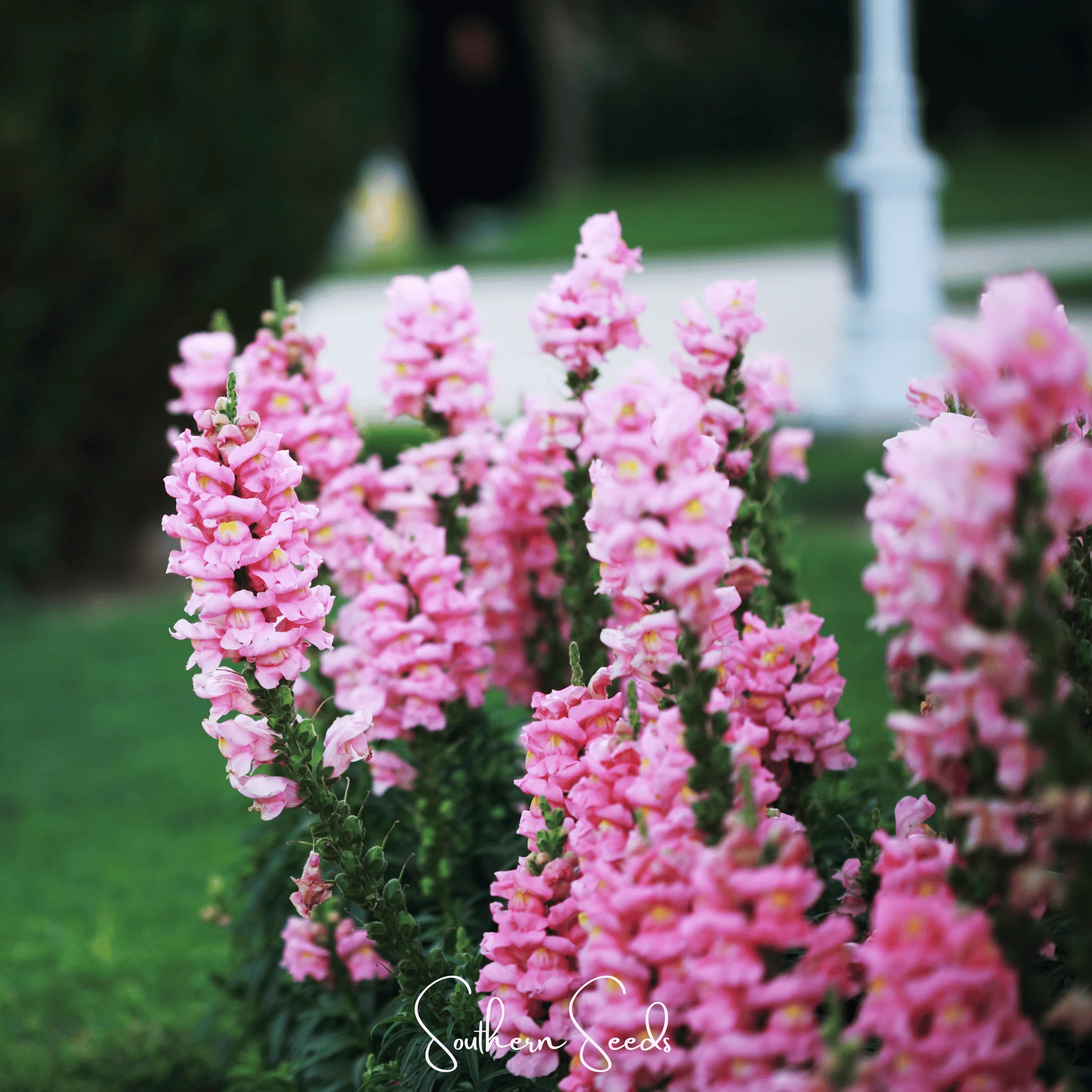 Pixie Patch Seed Collection – 10 Enchanted Varieties - Image 7