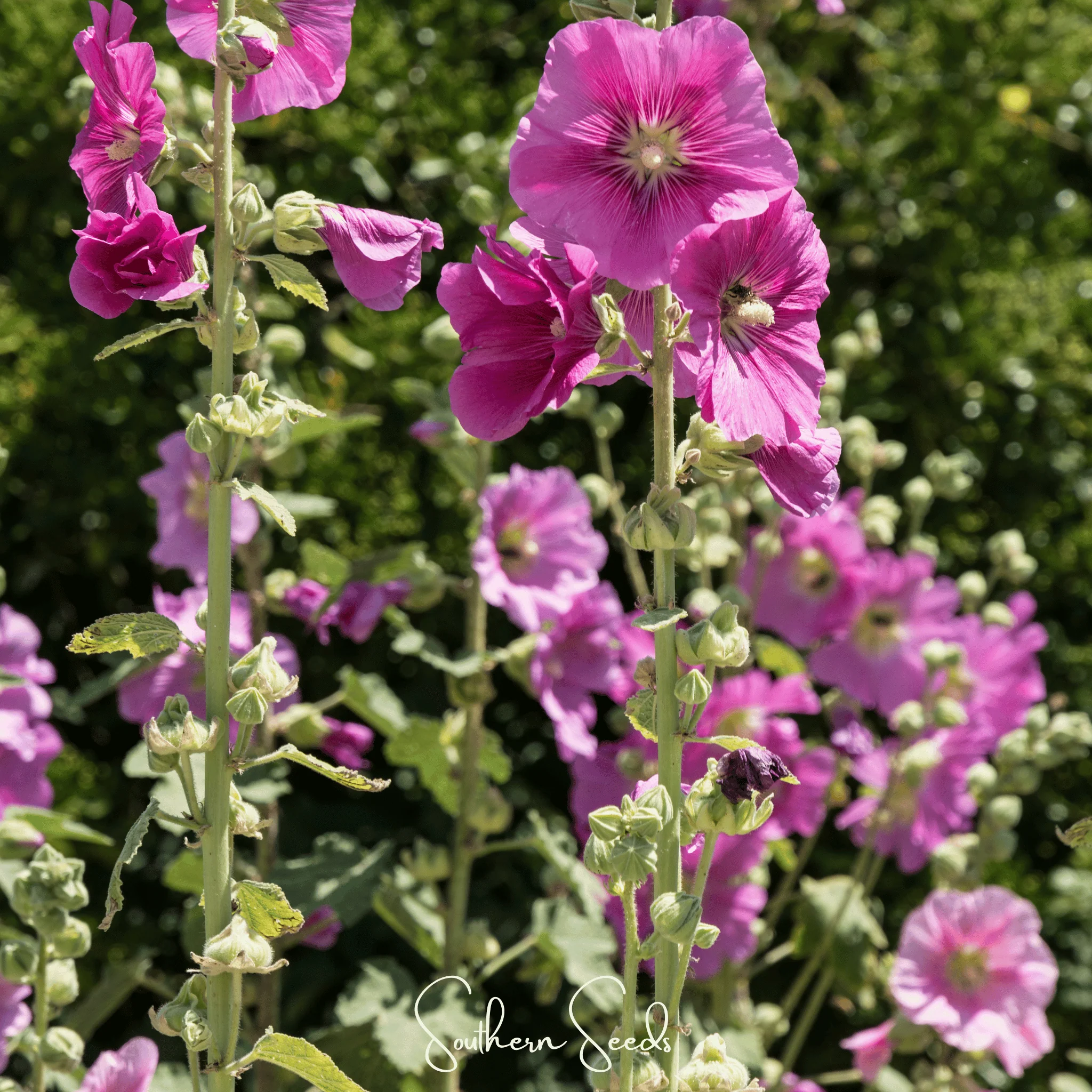 Pixie Patch Seed Collection – 10 Enchanted Varieties - Image 8