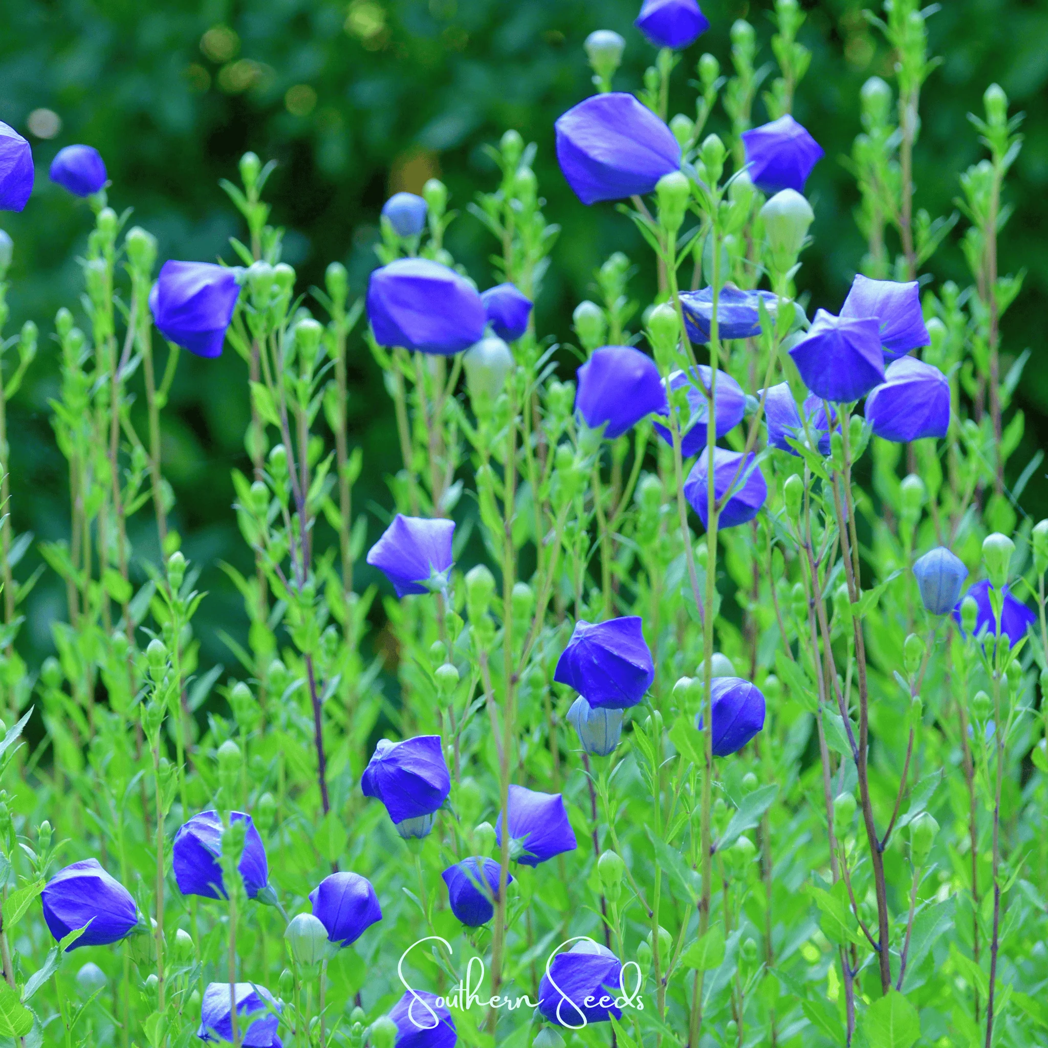 Pixie Patch Seed Collection – 10 Enchanted Varieties - Image 9