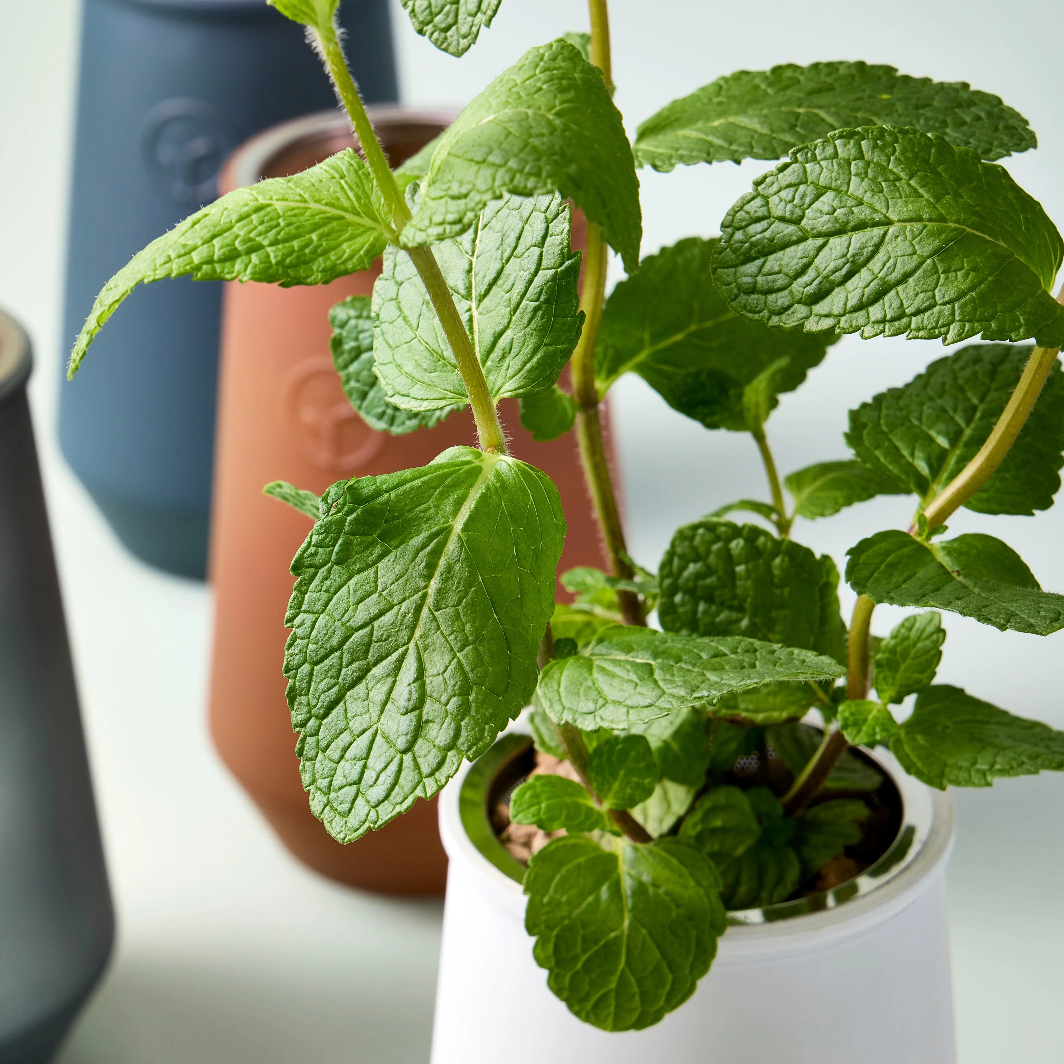 Tapered Tumbler Grow Kits - Image 3