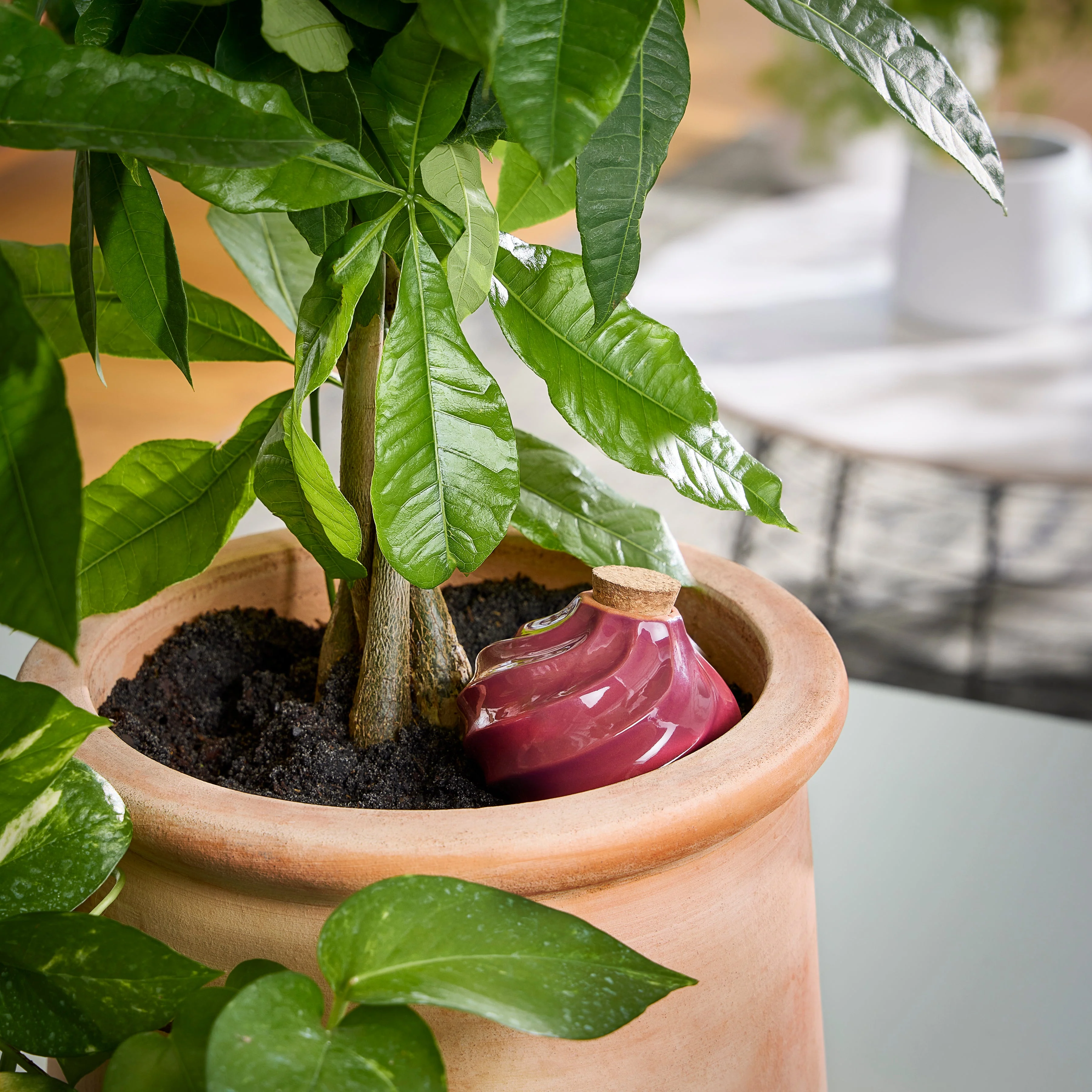 Terracotta Watering Bulbs - Image 3
