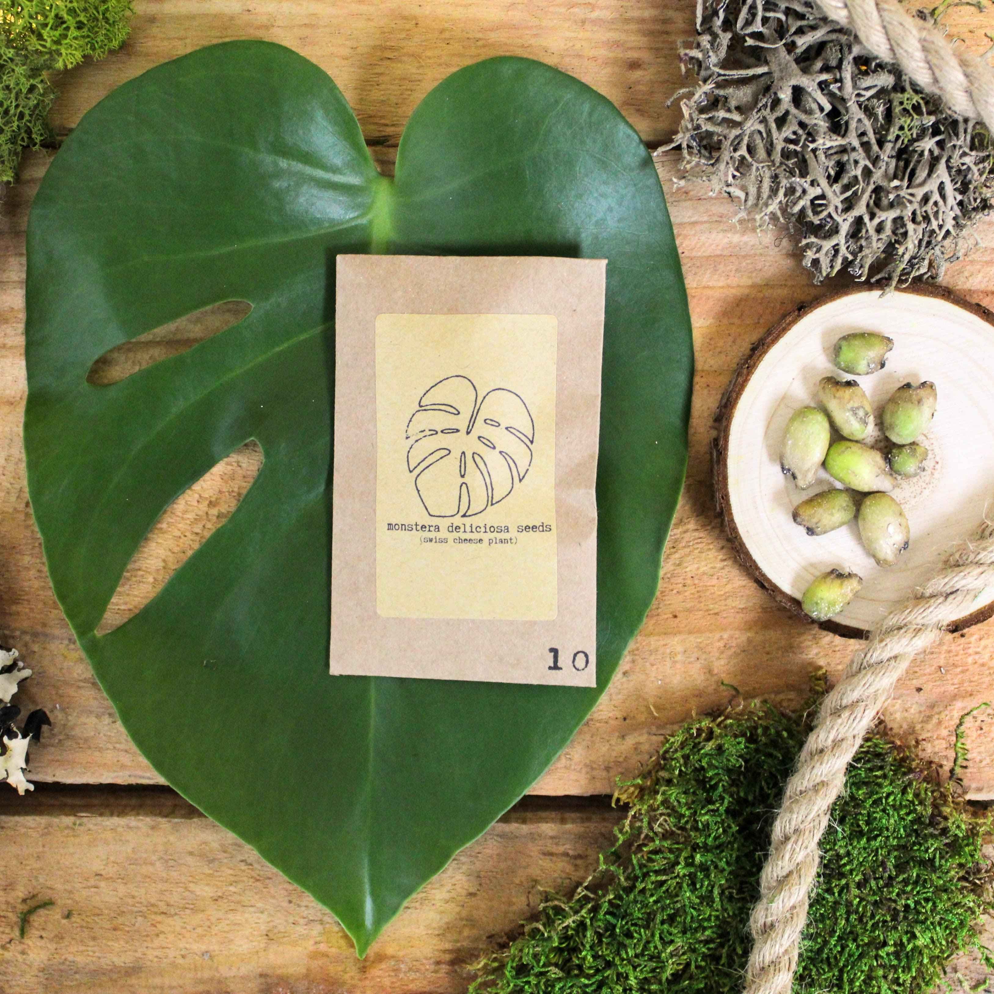 "The Popular Kids" Houseplant Seed Collection - Image 6