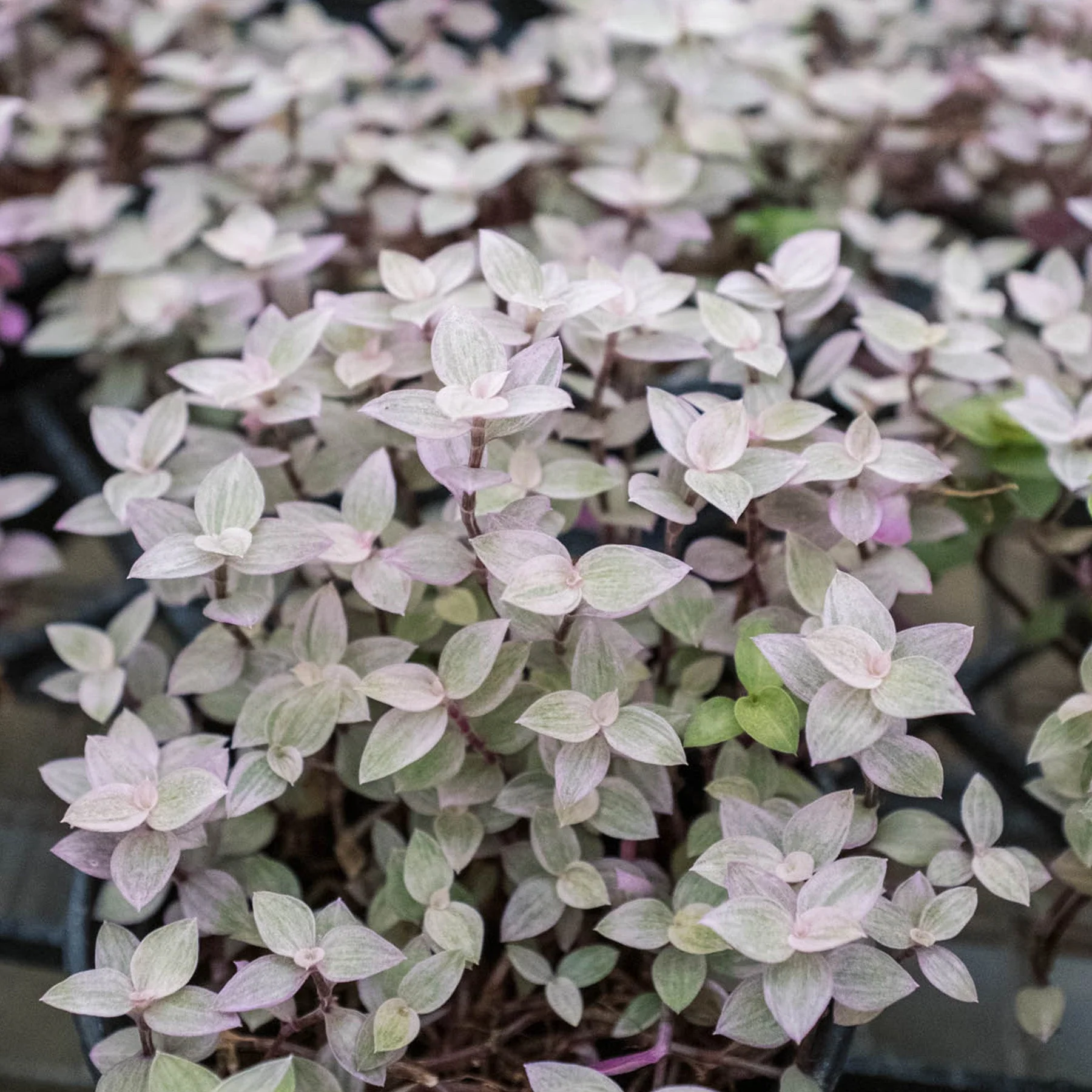 Tradescantia Callisia 'Pink Panther' - Image 3