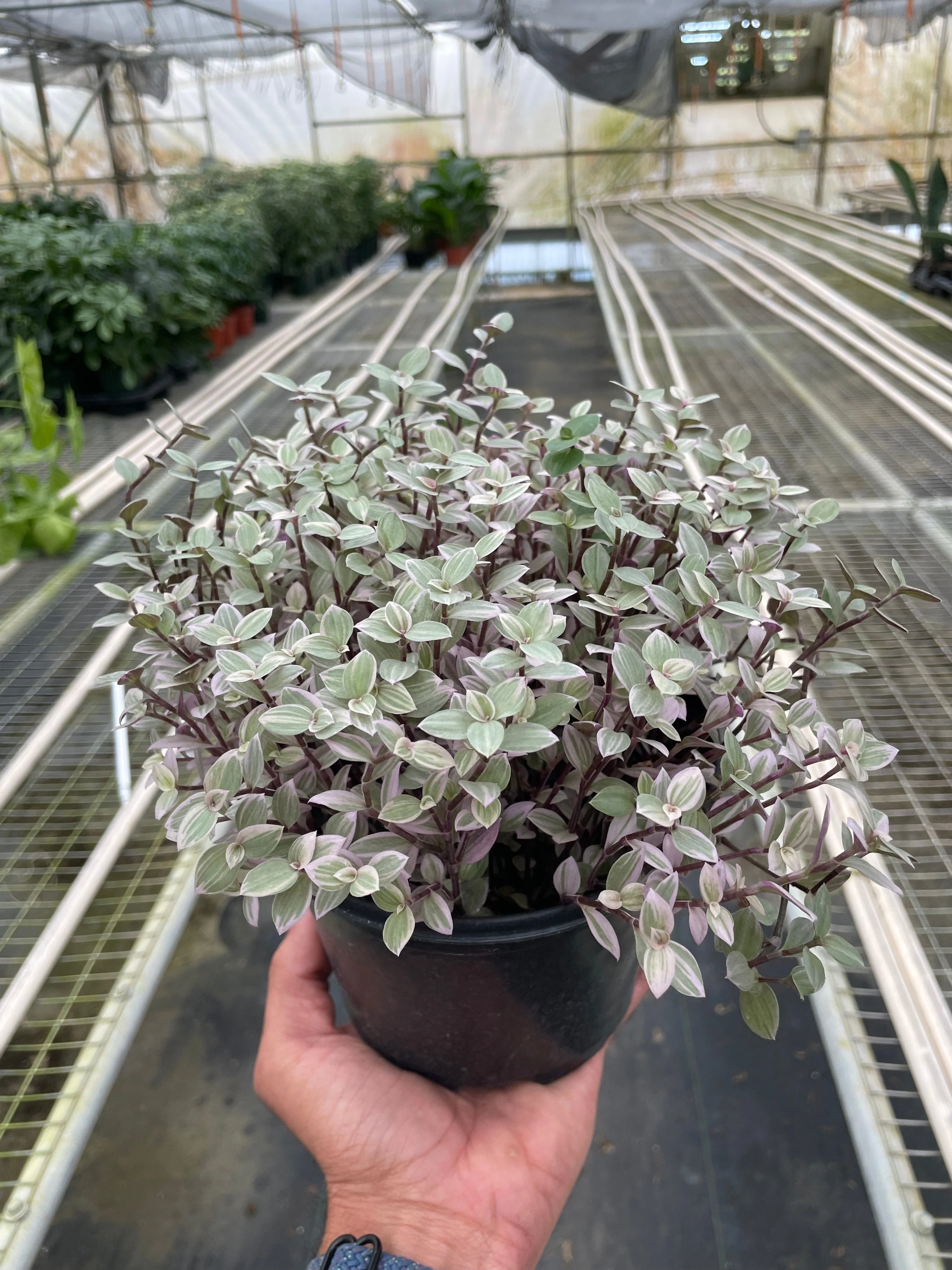 Tradescantia Callisia 'Pink Panther' - Image 4