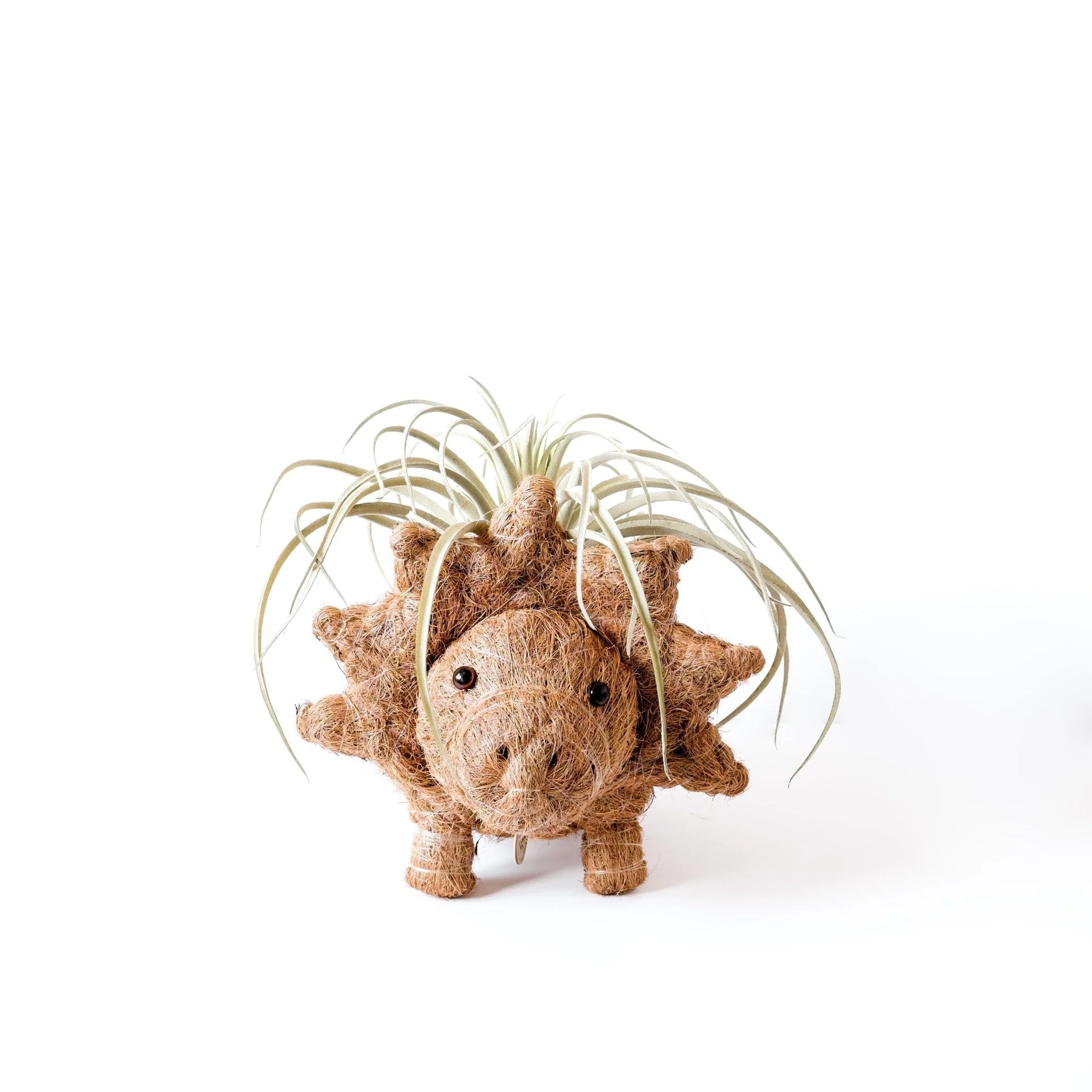 Triceratops Planter - Coco Coir Pots - Image 6