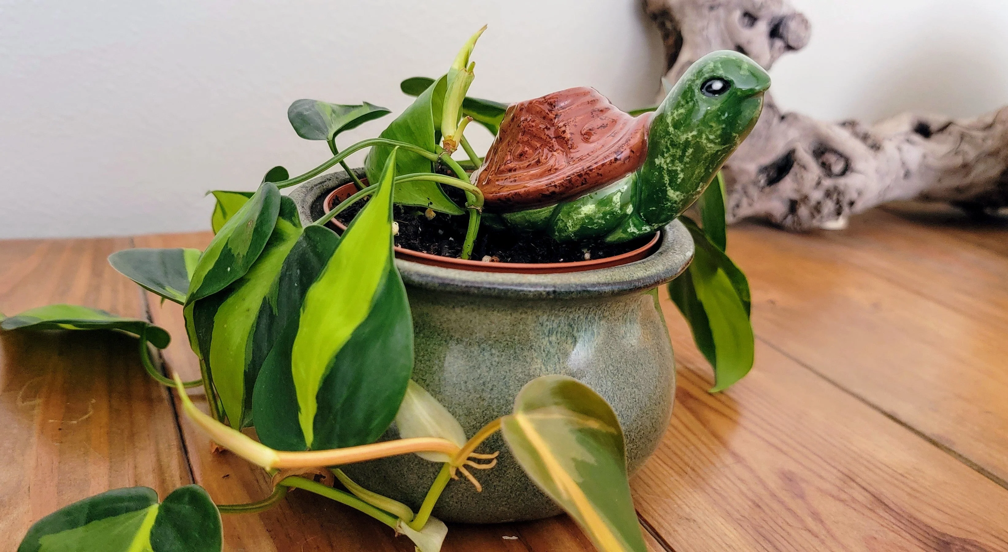 Turtle Plant Watering Spike - Image 8