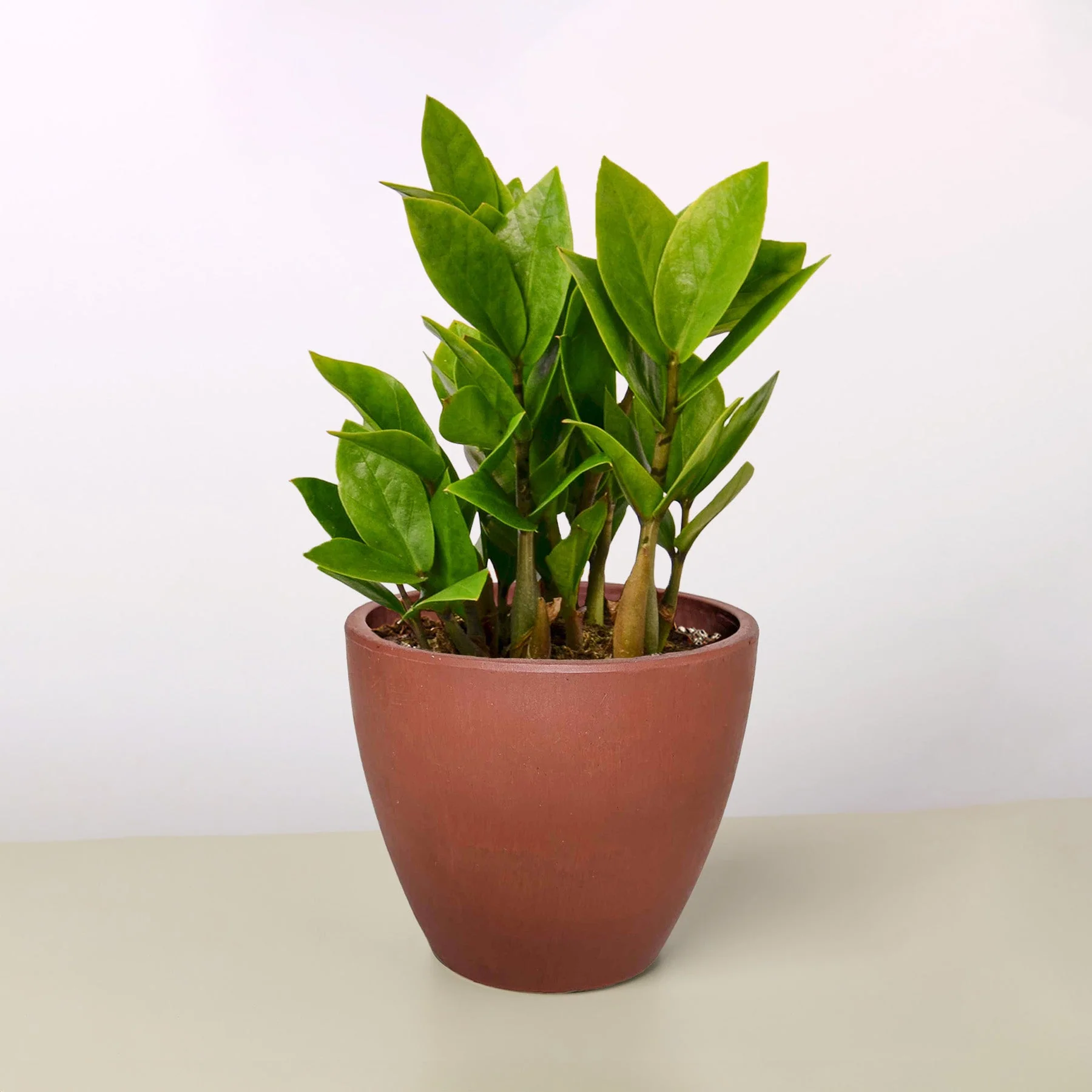 Zamioculcas Zamiifolia 'ZZ' Plant - Image 14