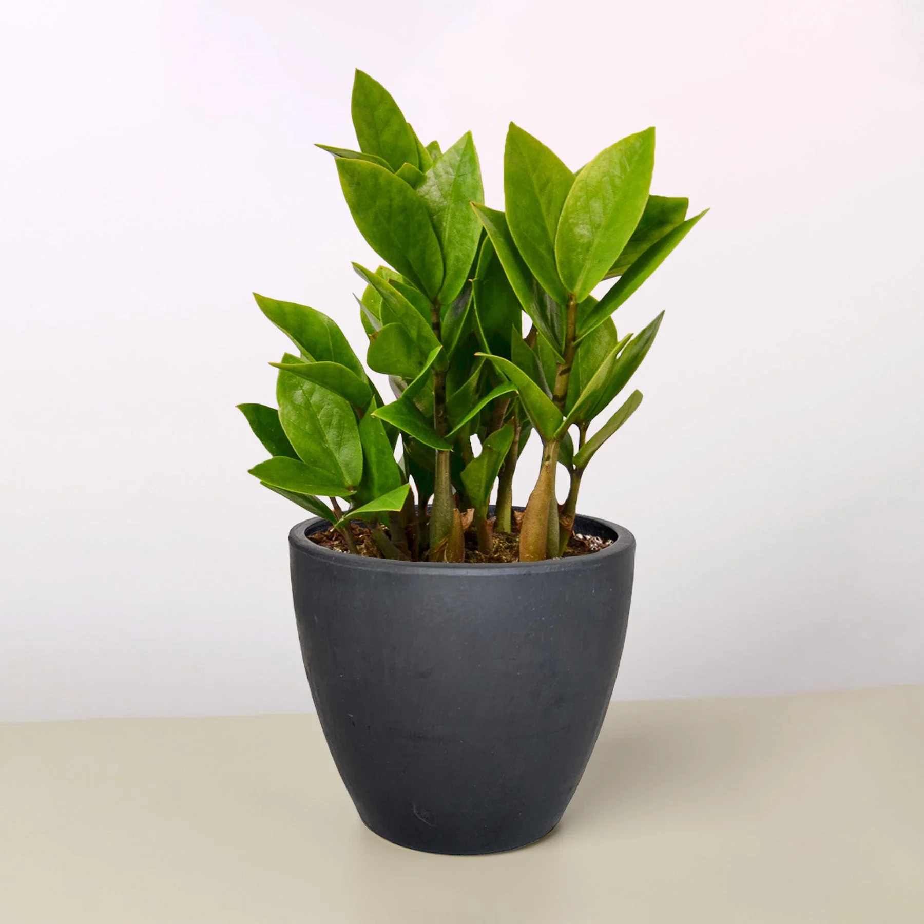 Zamioculcas Zamiifolia 'ZZ' Plant - Image 15